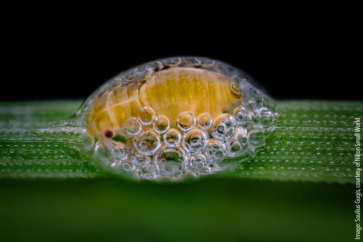 Spittlebug nymph in its bubble house. Focus stacking, 5x (objective lens magnification)